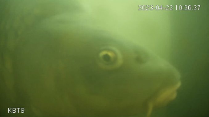 Fischklingel in Utrecht: Warum tausende Menschen im Internet auf Fische warten