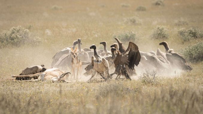Artenschutz aus der Vogelperspektive: Die GAIA-Initiative nutzt Tiersender, KI und Geier zum Schutz vor Seuchen und Wilderei