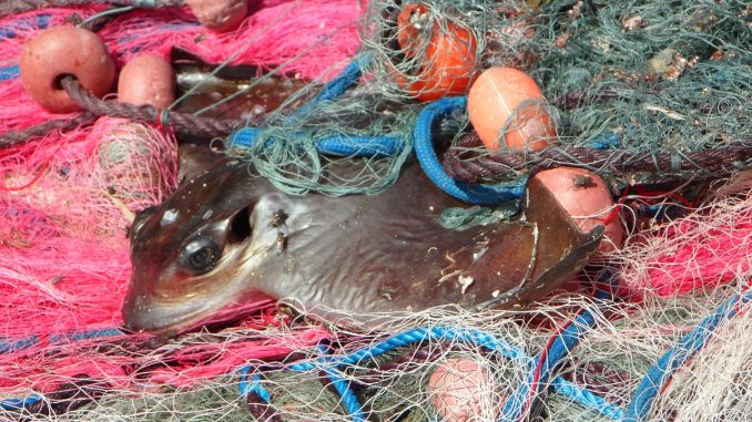 Daten im Einsatz für unsere Meere – wie OceanMind durch Satelliten und KI illegale Fischerei ins Netz gehen lässt